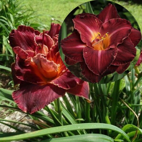 Hemerocallis 'Burgundy Love' - Päevaliilia 'Burgundy Love' P9/0,55l  